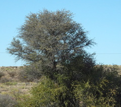 Vachellia erioloba