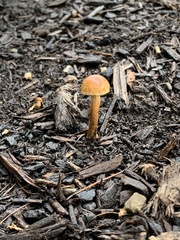 Agrocybe pediades