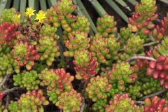 Sedum × rubrotinctum