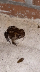 Anaxyrus terrestris