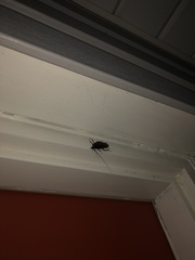 Periplaneta americana