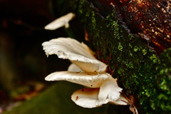 Pleurocybella porrigens