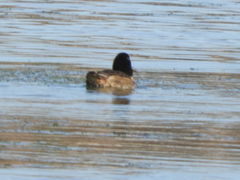 Heteronetta atricapilla