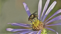 Oestroidea