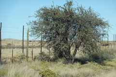 Vachellia erioloba