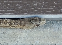 Pituophis catenifer catenifer