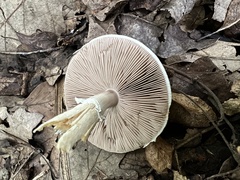 Agaricus semotus