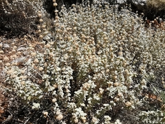 Pseudodictamnus mediterraneus