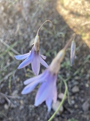 Ixia rapunculoides