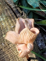 Pluteus longistriatus