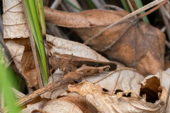 Aiolopus strepens