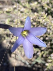 Ixia rapunculoides