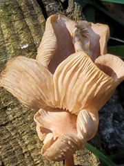 Pluteus longistriatus