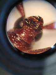 Cerambycinae