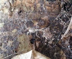 Stenolemus fraterculus