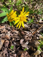 Arnica chamissonis