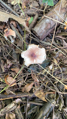 Lepiota rubrotinctoides