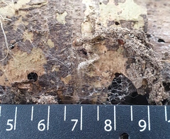 Stenolemus fraterculus