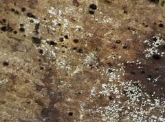 Stenolemus fraterculus