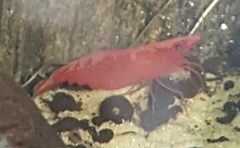 Neocaridina