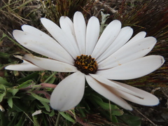Dimorphotheca