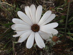 Dimorphotheca
