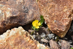 Ranunculus eschscholtzii