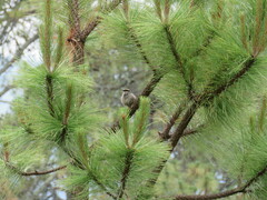 Oriturus superciliosus