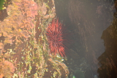 Mesocentrotus franciscanus