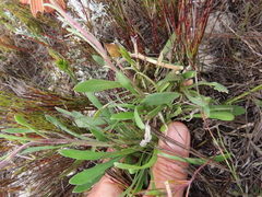 Dimorphotheca