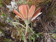 Dimorphotheca