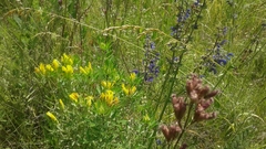 Chamaecytisus austriacus