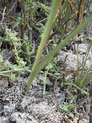 Gladiolus carinatus