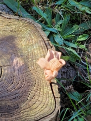 Pluteus longistriatus