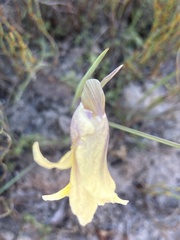 Gladiolus carinatus