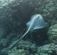 Pastinachus sephen