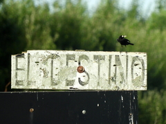 Hymenops perspicillatus