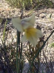 Gladiolus carinatus