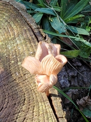 Pluteus longistriatus