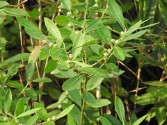 Ilex