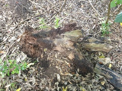 Stenolemus fraterculus