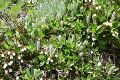 Salix arctica