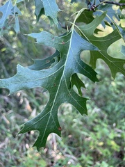 Quercus ellipsoidalis