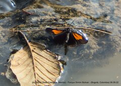 Sangalopsis microleuca