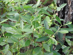 Ilex