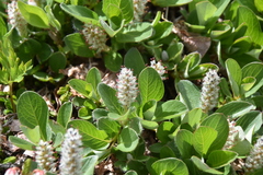 Salix arctica