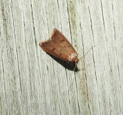 Tachystola acroxantha