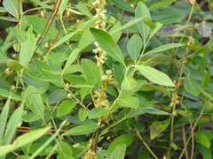 Ilex