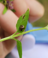 Deloyala guttata