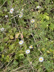 Symphyotrichum pilosum